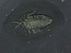 Pyritized Triarthrus Trilobite With Appendages - New York #14474-1